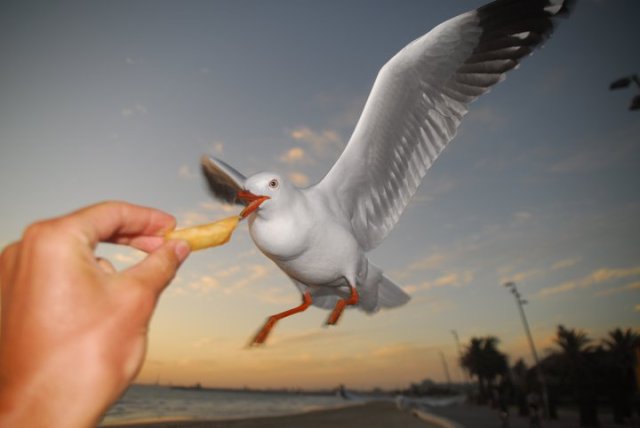 seagullchip