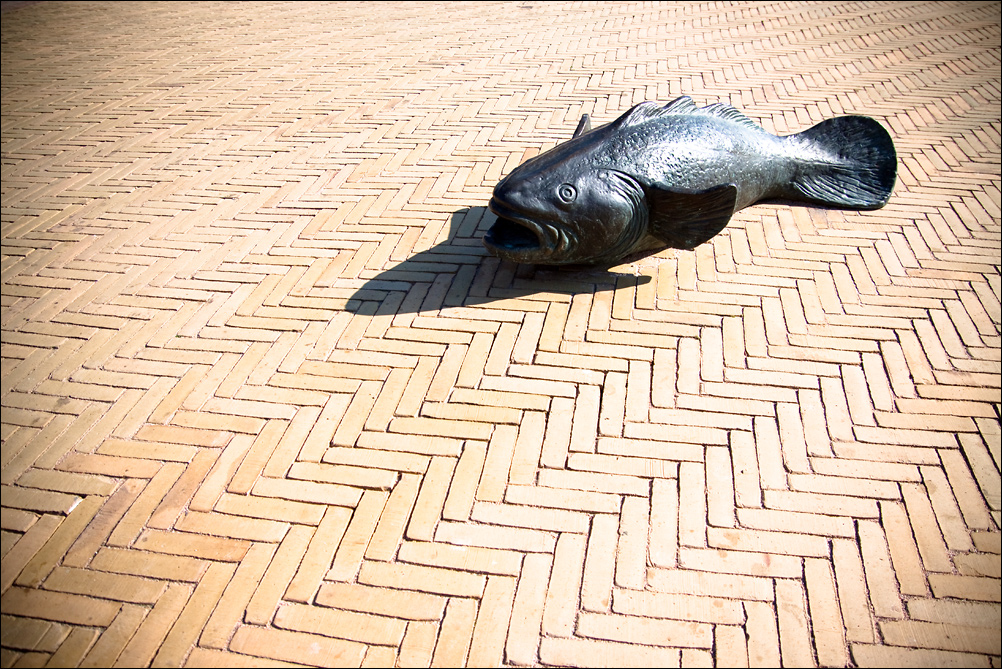 Fish-on-Land-7185