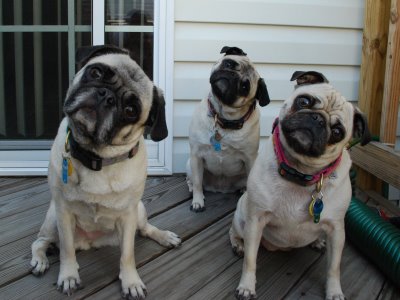 pugtilting
